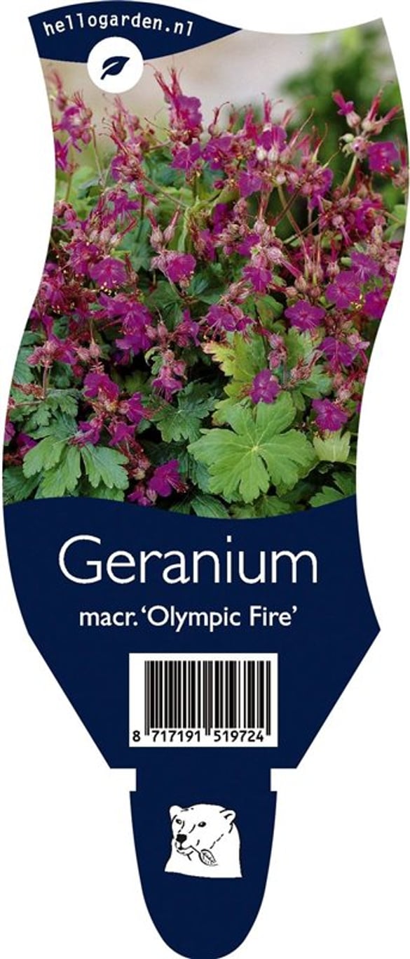Geranium macr. 'Olympic Fire' - P11